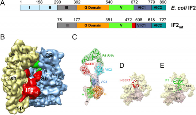 Structure of the mammalian mitochondrial translationa initiation factor 2 (IF2mt) as derived by single-particle cryo-EM