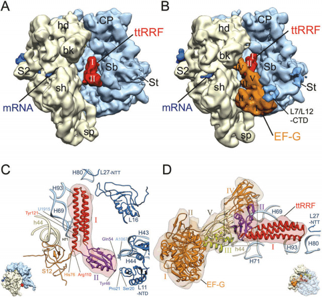 Segmented cryo-EM maps of the bacterial 70S ribosome post-termination complex (PoTC) in complex with ttRRF and in complex with t