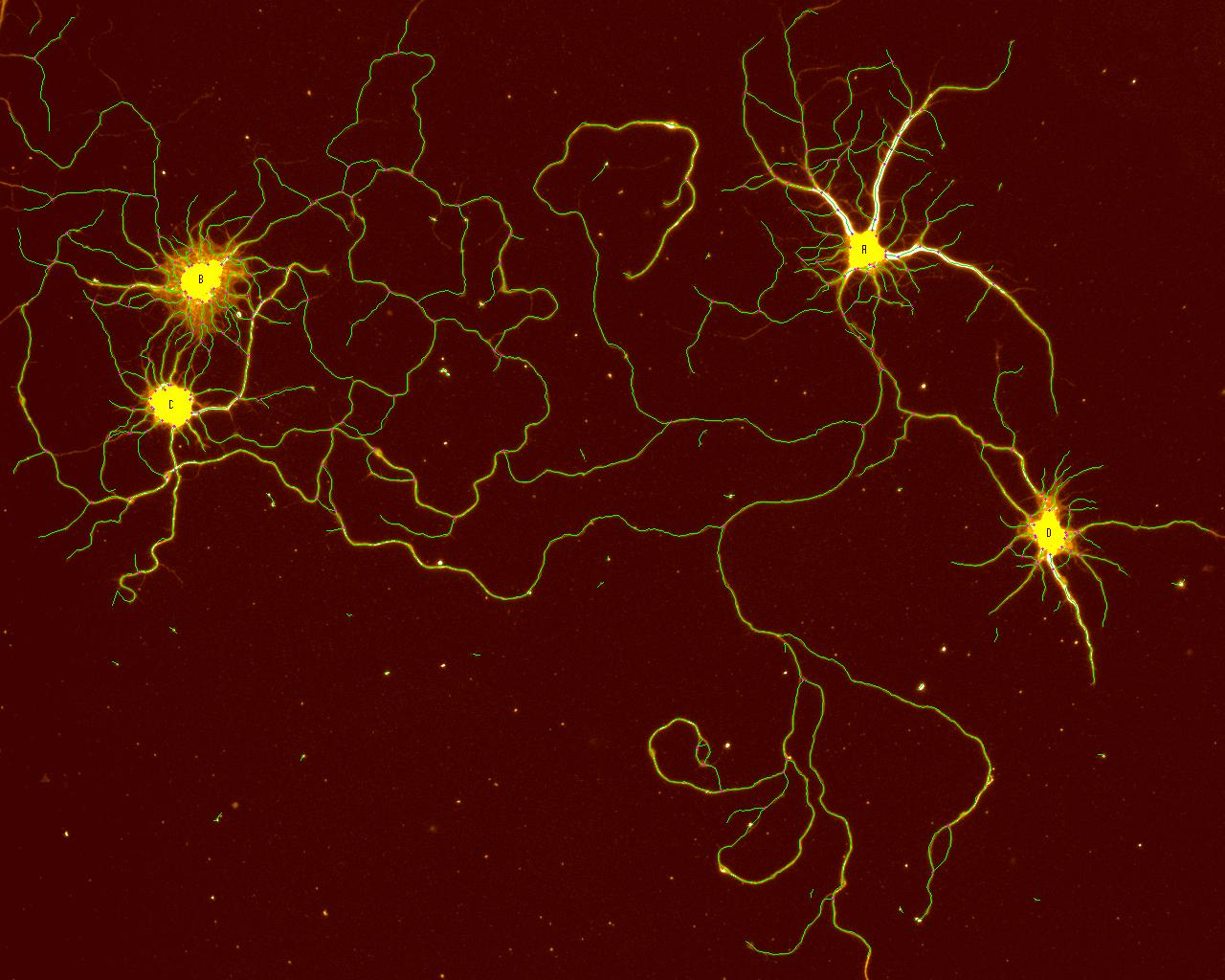 An image of isolated rat 18 day embryonic hippocampal neurons cultured for 7 days on smooth silicon surfaces. An image of isolated rat 18 day embryonic hippocampal neurons cultured for 7 days on smooth silicon surfaces.