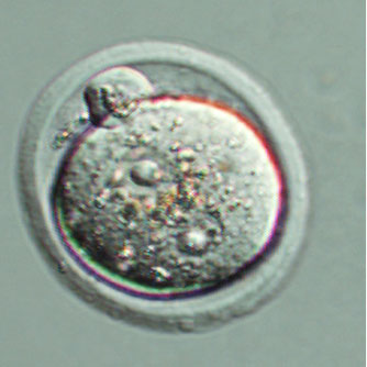 fertilized mouse embryo