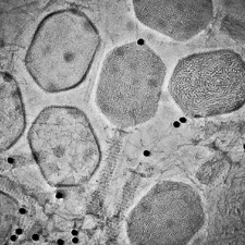 Cryo-TEM image of T4 bacteriophage, vitreously frozen and imaged with phase plate