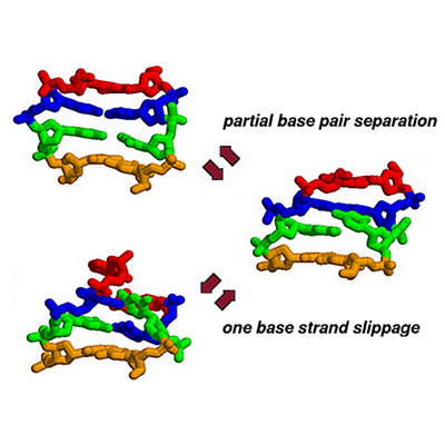 An atomic-detail mechanism for insertion-deletion errors by DNA polymerases (Banavali, JACS, 2013)