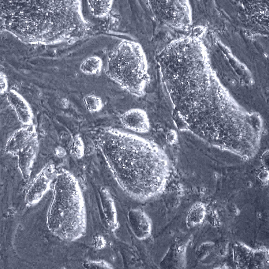 mouse embryonic stem cells growing on a fibroblast layer