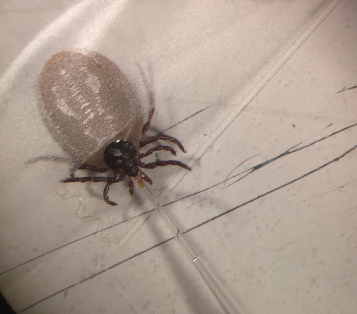 Tick in Lin Laboratory Tick in Lin Laboratory