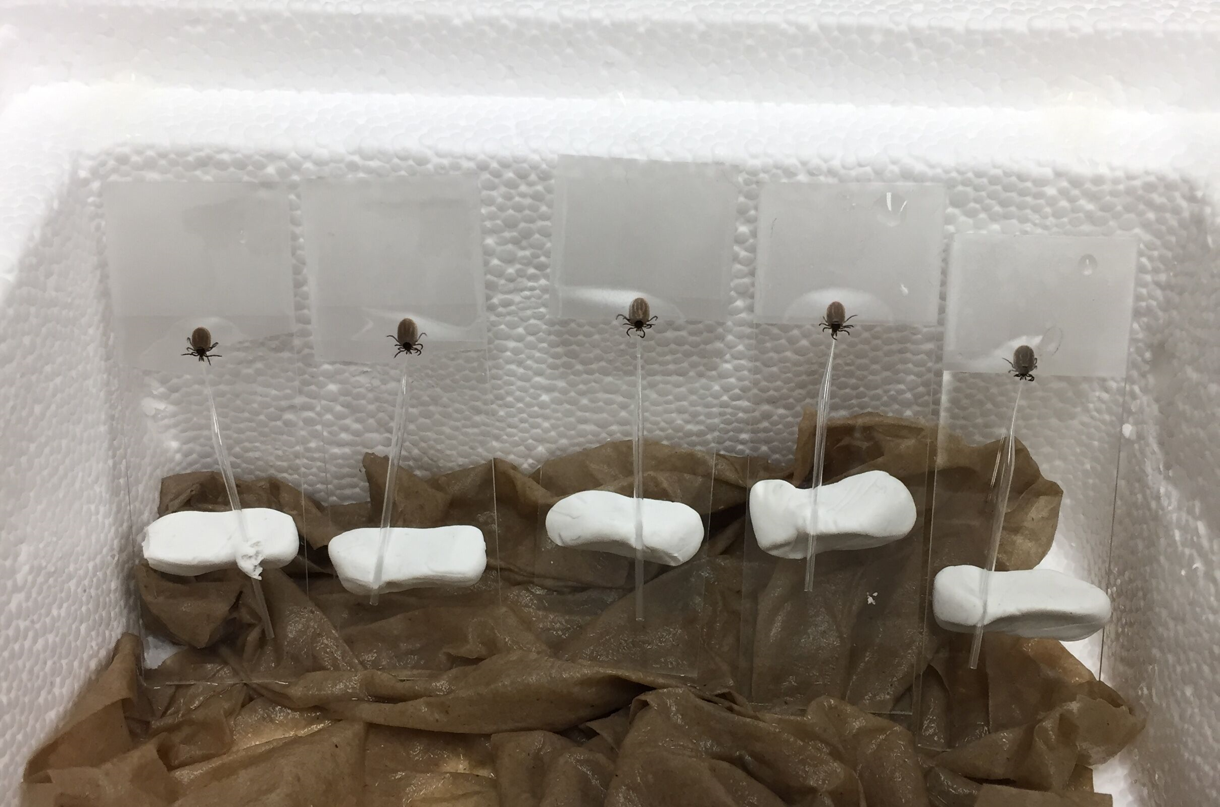 Capillary feeding to infect ticks or collect ticks' saliva Capillary feeding to infect ticks or collect ticks' saliva