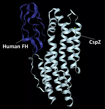 Structure of CspZ-FH binding complex Source: PDB #6ATG; http://www.rcsb.org/structure/6ATG