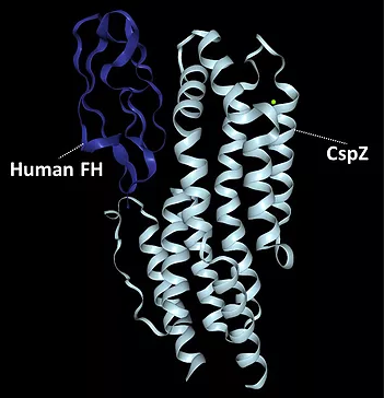 Structure of CspZ-FH binding complex Source: PDB #6ATG; http://www.rcsb.org/structure/6ATG Structure of CspZ-FH binding complex Source: PDB #6ATG; http://www.rcsb.org/structure/6ATG