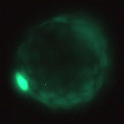 Ubiquitous GFP expression in mouse blastocyst