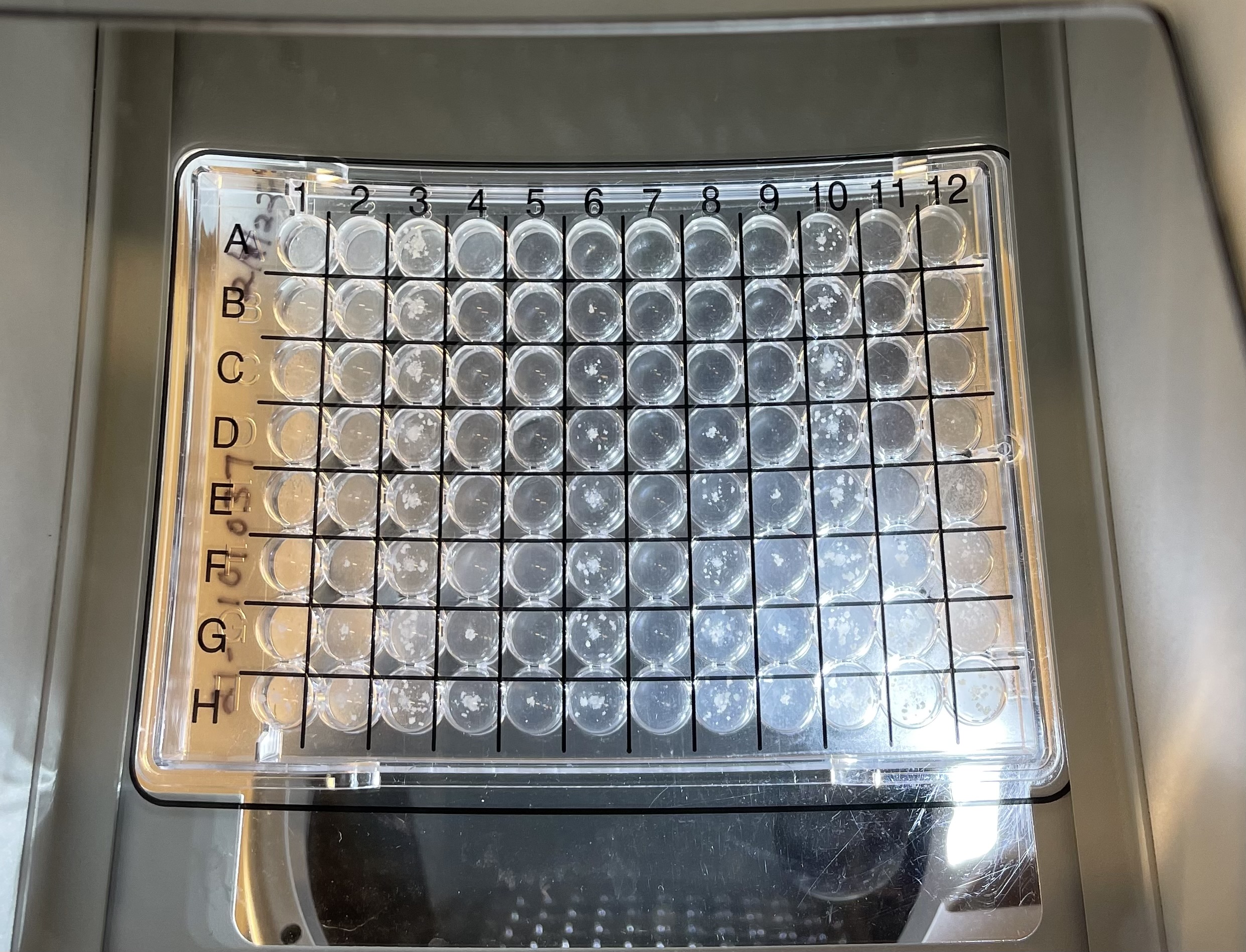 96-well broth microdilution plate