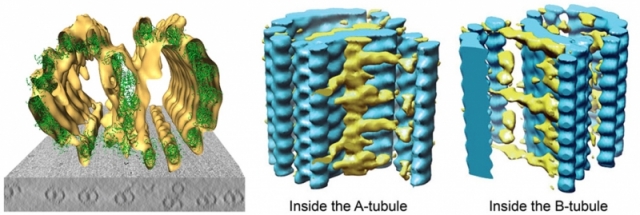 Microtubule doublet