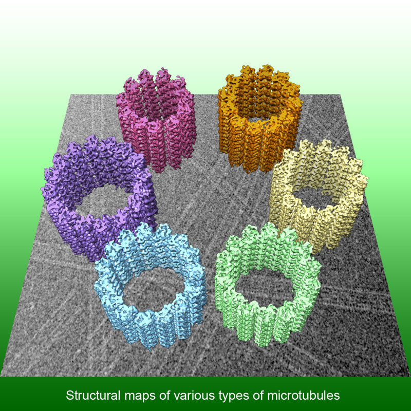 Density map reconstructed from cryo-electron micrographs of microtubule mixtures Density map reconstructed from cryo-electron micrographs of microtubule mixtures