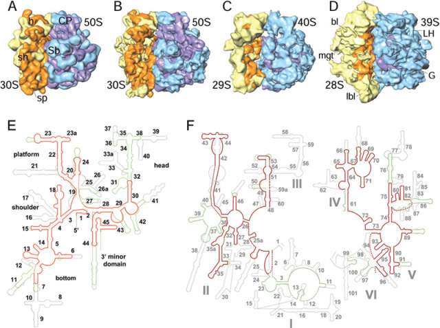 Comparison between the segmented cryo-EM maps of ribosomes Comparison between the segmented cryo-EM maps of ribosomes