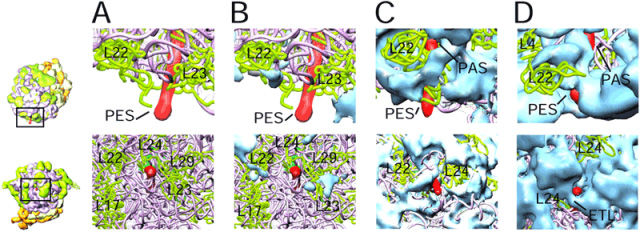 A side-by-side comparison of topographies of the nascent polypeptide-exit sites in 3D cryo-electron microscopic maps of the ribosome A side-by-side comparison of topographies of the nascent polypeptide-exit sites in 3D cryo-electron microscopic maps of the ribo