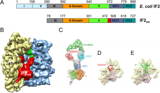 Structure of the mammalian mitochondrial translationa initiation factor 2 (IF2mt) as derived by single-particle cryo-EM Structure of the mammalian mitochondrial translationa initiation factor 2 (IF2mt) as derived by single-particle cryo-EM