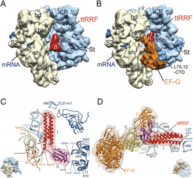 Segmented cryo-EM maps of the bacterial 70S ribosome post-termination complex (PoTC) in complex with ttRRF and in complex with ttRRF and EF-G Segmented cryo-EM maps of the bacterial 70S ribosome post-termination complex (PoTC) in complex with ttRRF and in complex with t