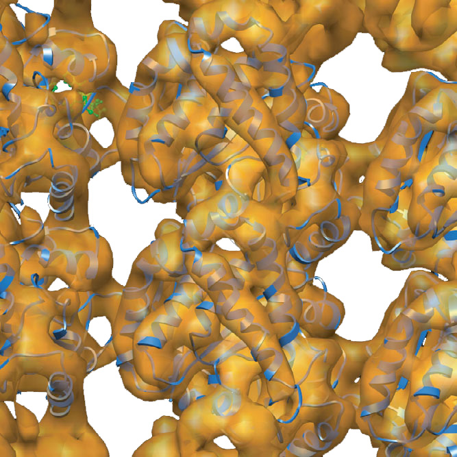 Fitting of the pseudo atomic model in the microtubule density map Fitting of the pseudo atomic model in the microtubule density map
