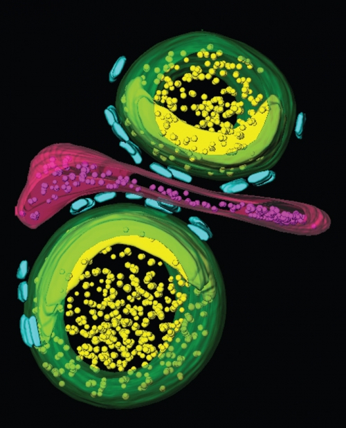 Surface-rendered representation of triad. SR- and TT-derived vesicles in green and red, respectively Surface-rendered representation of triad. SR- and TT-derived vesicles in green and red, respectively