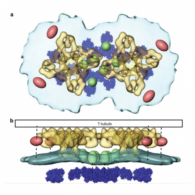 Partial model for the triad junction ‘‘couplon” based on cryo-electron tomography Partial model for the triad junction ‘‘couplon” based on cryo-electron tomography