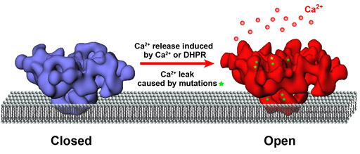 Open and closed states of the ryanodine receptor Open and closed states of the ryanodine receptor