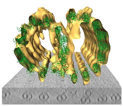 Microtubule doublets by combining cryo-electron tomography Microtubule doublets by combining cryo-electron tomography