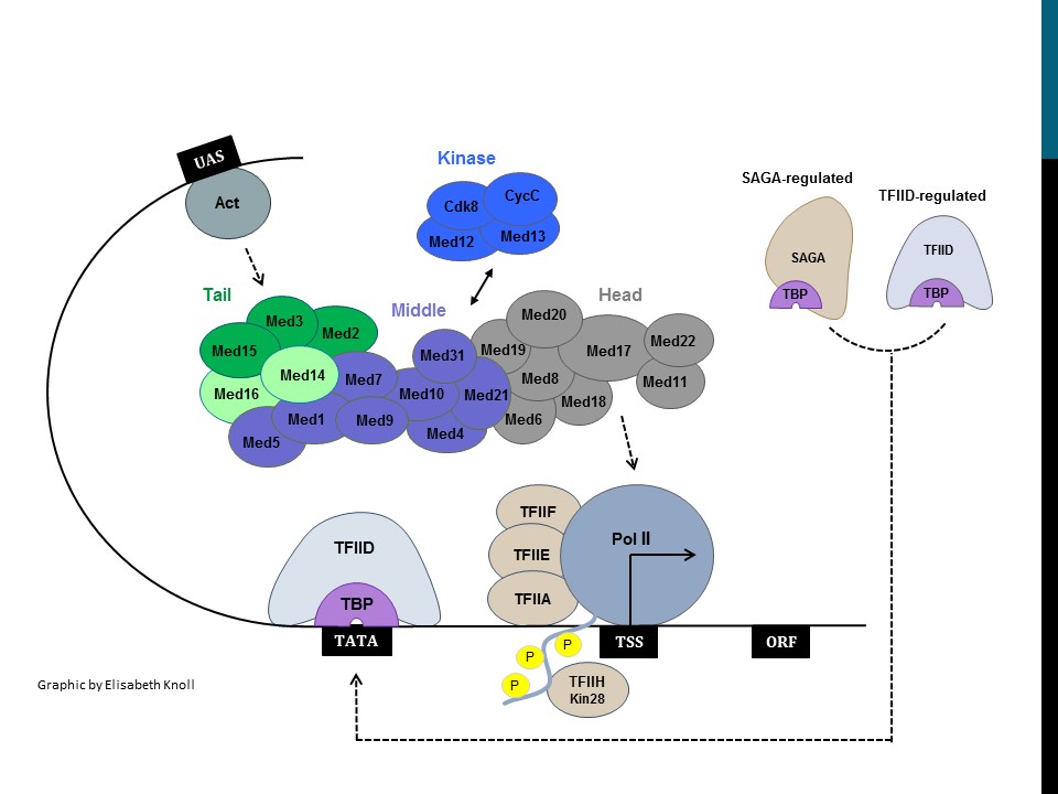 Eukaryotic Transcription Initiation and the Mediator Complex