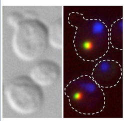 Within yeast cells (left panel)