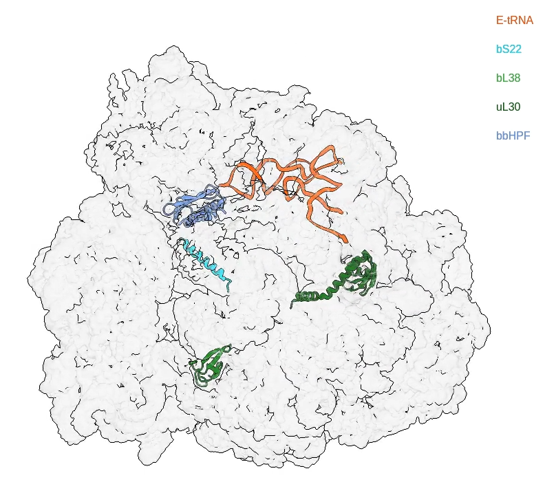 The structure of a hibernating ribosome in a Lyme disease pathogen (Sharma et al. 2023)