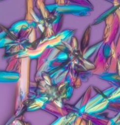 Polarized light image of glucose. Richard Cole, Wadsworth Center