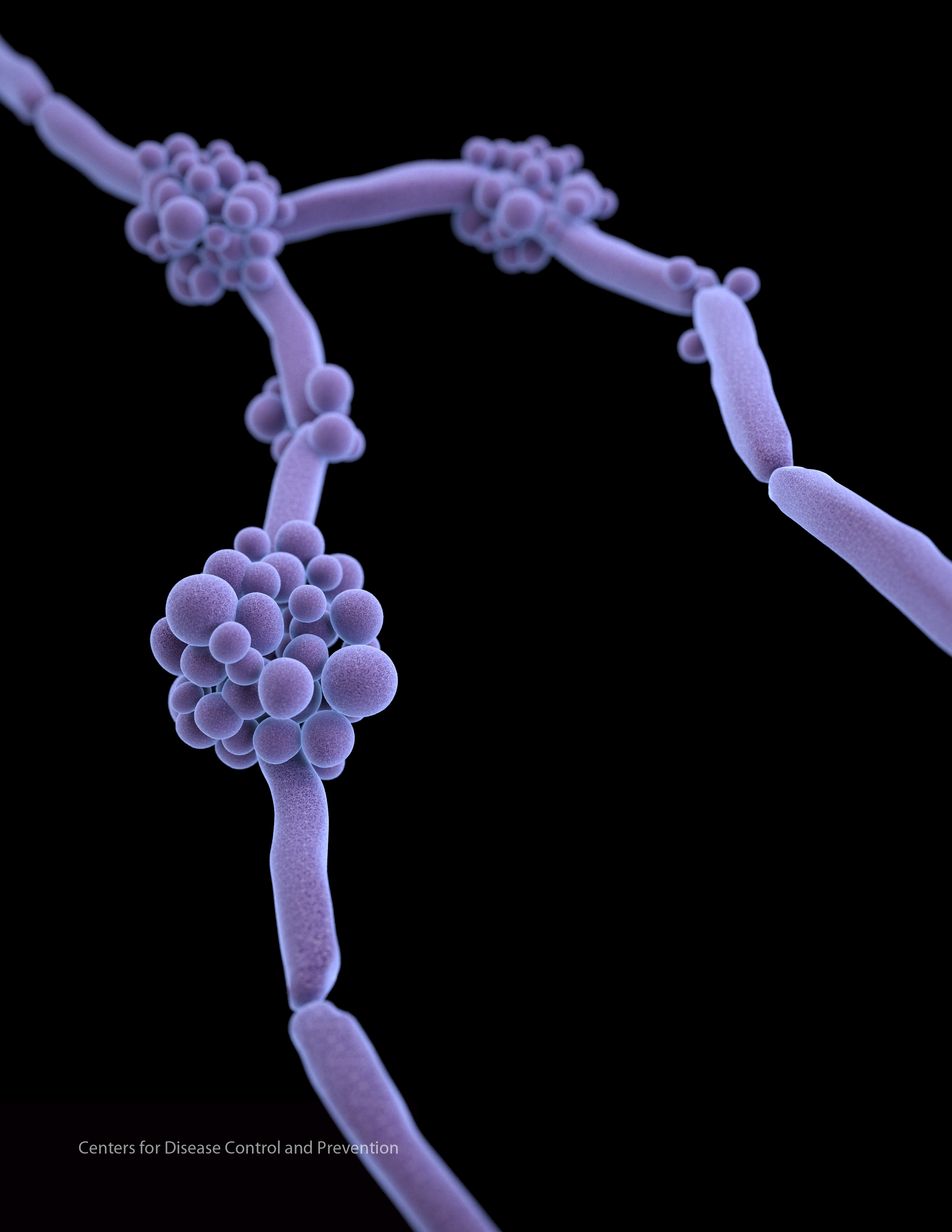 Candida. Content Credit: CDC/James Archer; Photo Credit: U.S. Centers for Disease Control and Prevention - Medical Illustrator