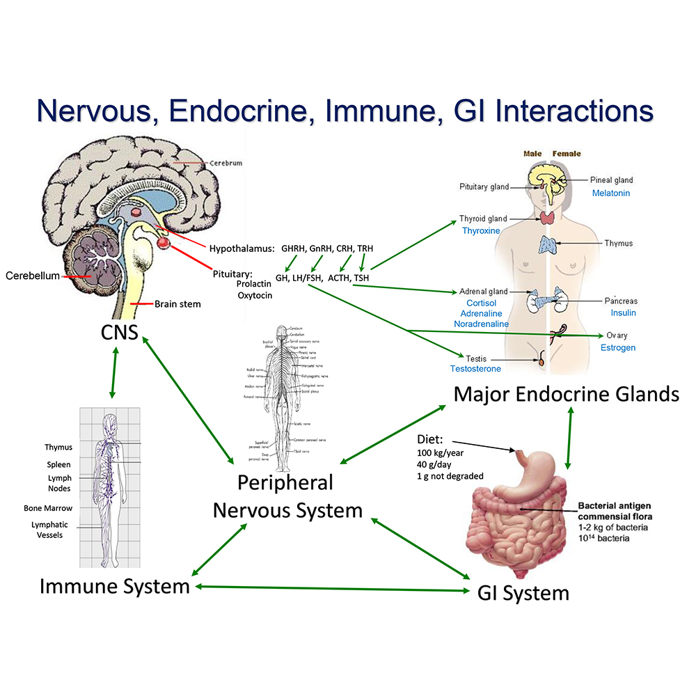 Nervous, endocrine, immune and GI interactions