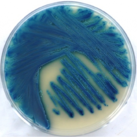 Candida blankii Candida blankii