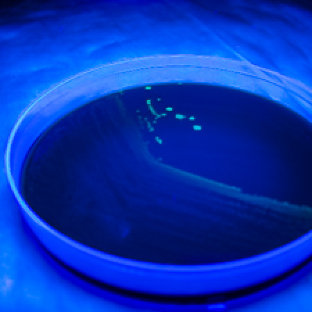 Bacteriology Laboratory Bacteriology Laboratory