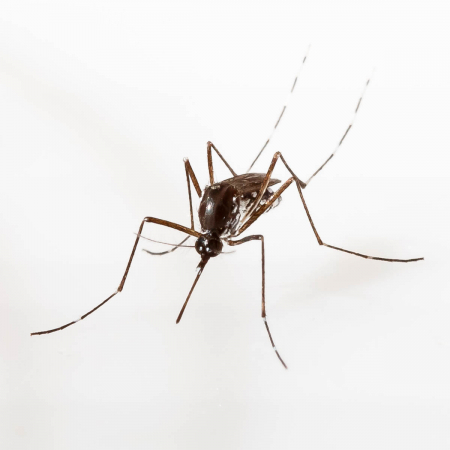 Aedes albopictus mosquito