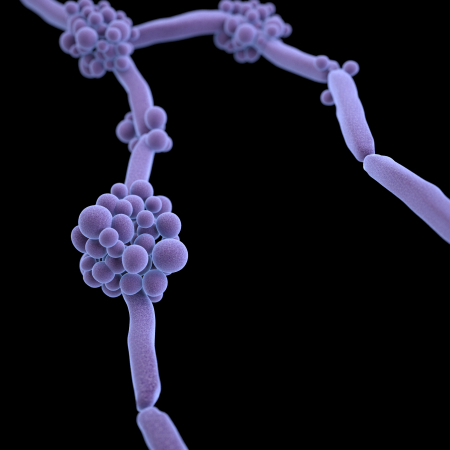 Candida. Content Credit: CDC/James Archer; Photo Credit: U.S. Centers for Disease Control and Prevention - Medical Illustrator Candida. Content Credit: CDC/James Archer; Photo Credit: U.S. Centers for Disease Control and Prevention - Medical Illustrator