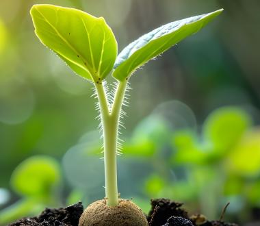 Seedling News Square Seedling News Square