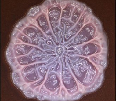 Biofilm Plate Paczkowski Laboratory