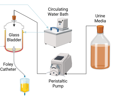 Glass bladder model setup used in this study, with five bladders running in tandem. Schematic representation created in BioRender (Guterman, B. https://BioRender.com/0d8si2e), adapted from Benjamin, C.H. et al., mBio 0, e02164–02124 (2024).