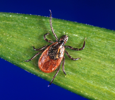 Ixodes scapularis CDC/Michael L. Levin, PhD; Photo Credit Jim Gathany https://wwwn.cdc.gov/phil/Details.aspx?pid=1669