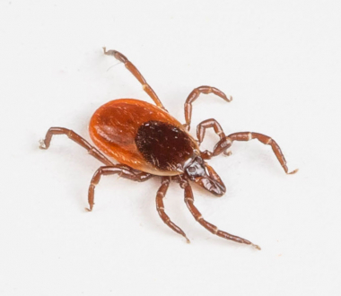 Adult female deer tick