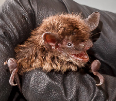 Little brown bat Myotis lucifugus Little brown bat Myotis lucifugus