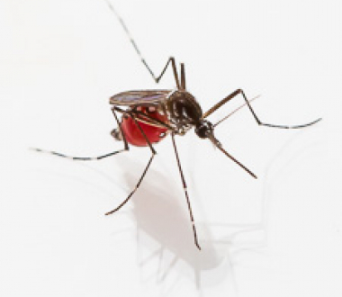 Mosquito after feeding.