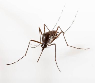 Aedes albopictus mosquito Aedes albopictus mosquito
