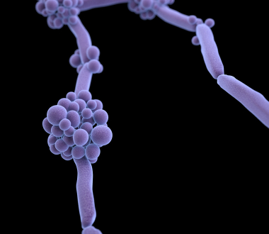 Candida. Content Credit: CDC/James Archer; Photo Credit: U.S. Centers for Disease Control and Prevention - Medical Illustrator Candida. Content Credit: CDC/James Archer; Photo Credit: U.S. Centers for Disease Control and Prevention - Medical Illustrator