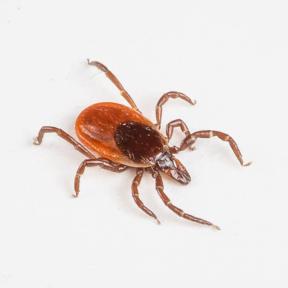 Adult female deer tick