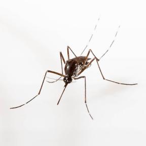 Aedes albopictus mosquito