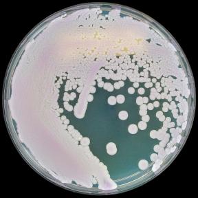 Candida auris