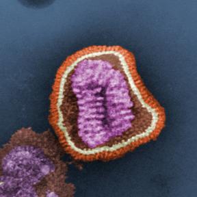 Influenza virus. Photo Credit: Frederick Murphy; Content Provider CDC/Erskine Palmer, Ph.D.; M.L. Martin