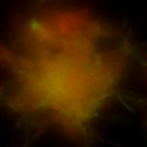 Differential response of mycobacterial biofilms taken by the Ojha Laboratory using a multi-dimensional scope