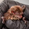 Little brown bat Myotis lucifugus