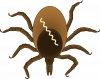 Illustration of a deer tick